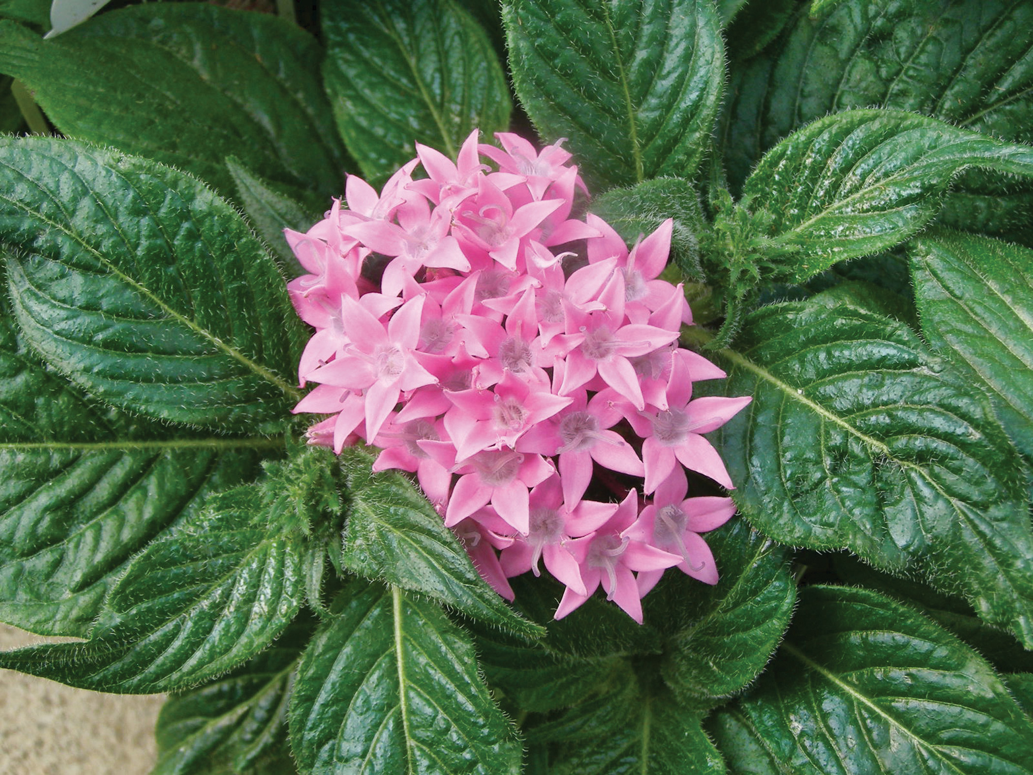 Louisiana Super Plants: Warm-season Flowers